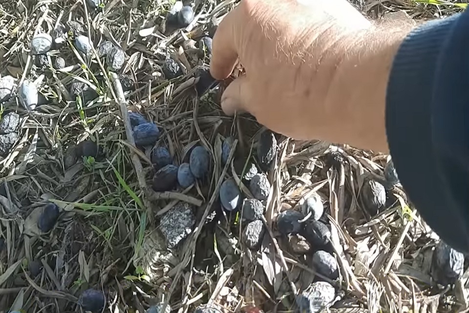 απόγνωση-στην-ύπαιθρο-της-κρήτης-η-φτώ-1596761