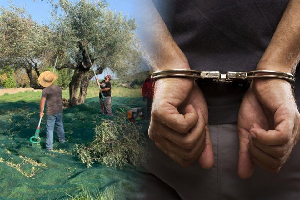 κρήτη-το-λιομάζωμα-που-έφερε-συλλήψει-1580540