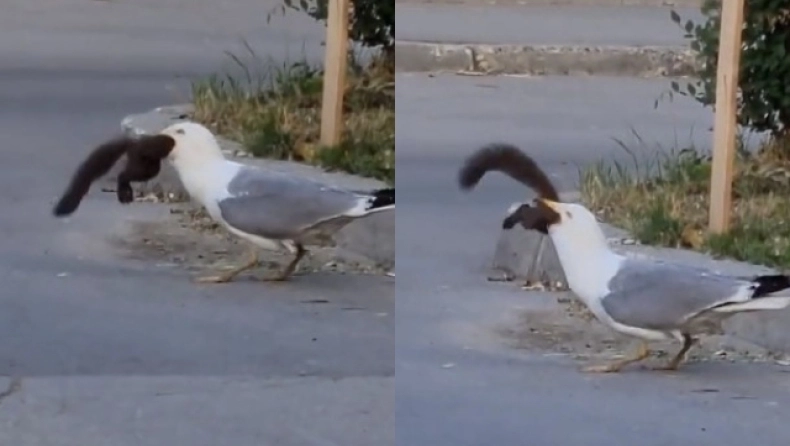 η-απίστευτη-στιγμή-που-γλάρος-καταπίν-1718859