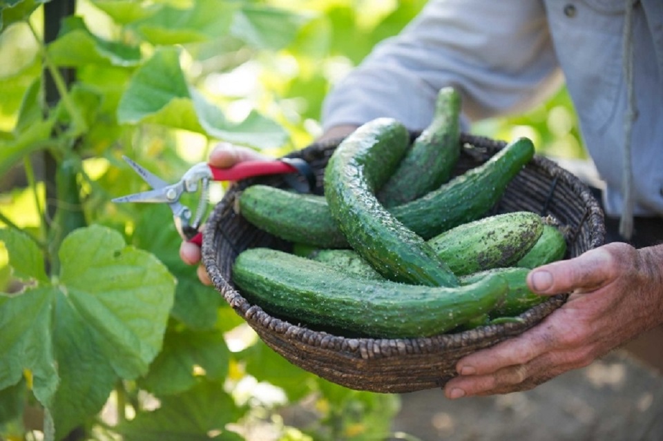 κρήτη-ο-καιρός-αρρώστησε-τα-κηπευτικά-1718713