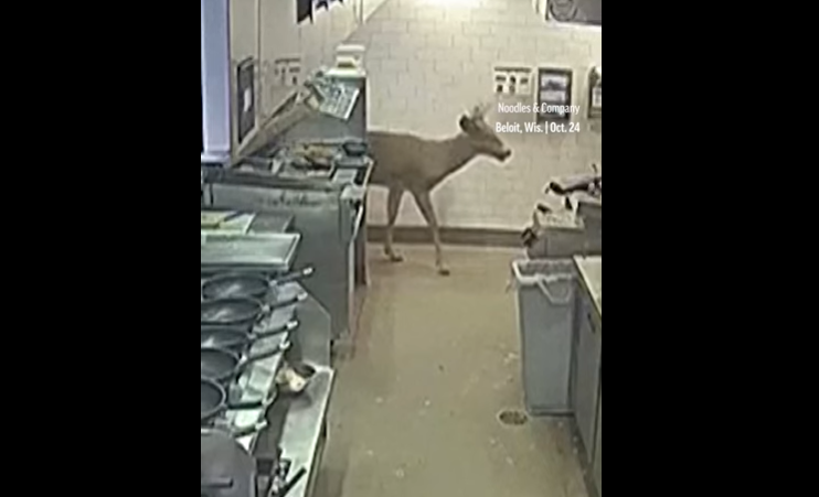 ηπα-ελάφι-εισέβαλε-σε-εστιατόριοκαι-π-1789199