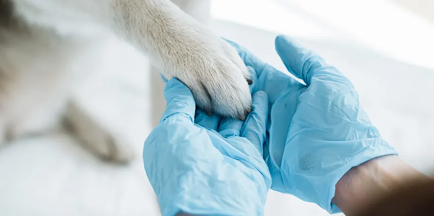 συνεχίζεται-το-πρόγραμμα-δωρεάν-στεί-1782708