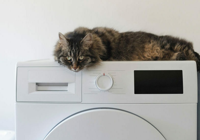 πώς-να-ξεφορτωθείτε-τις-τρίχες-του-κατ-1788899