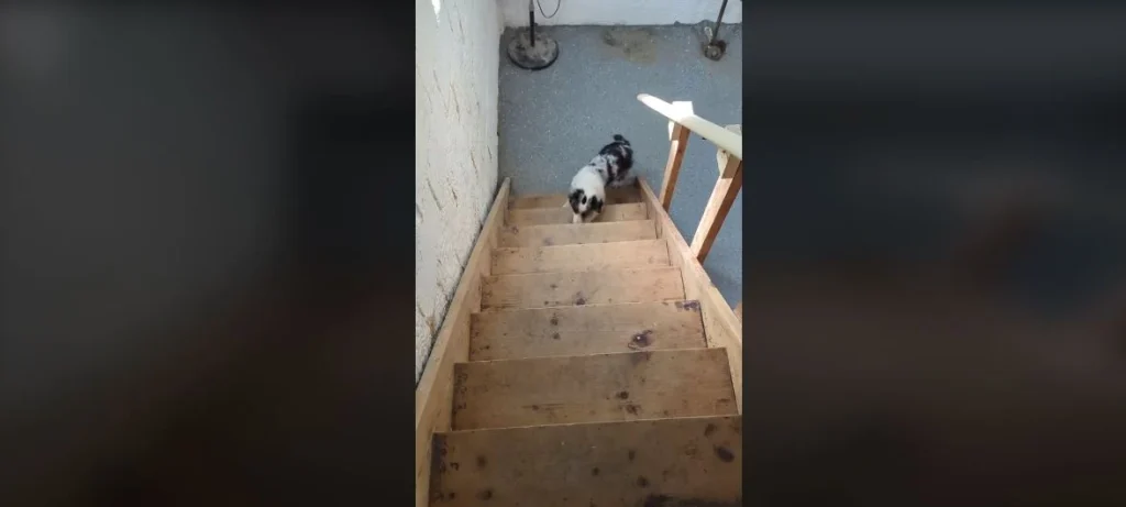 το-χαριτωμένο-σκυλάκι-που-δεν-μπορεί-ν-1789461