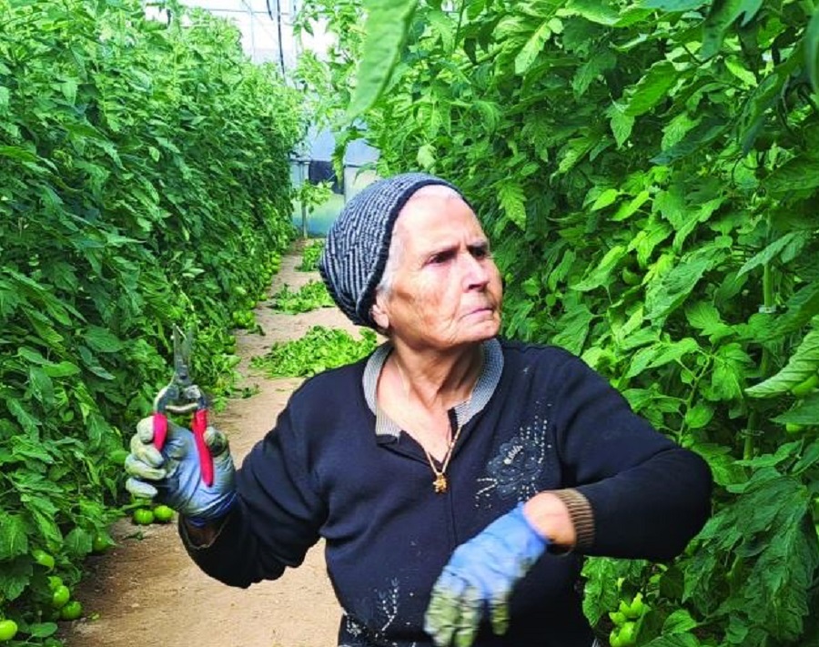 κρητικιά-84χρονη-δουλεύει-στα-θερμοκήπ-1852738
