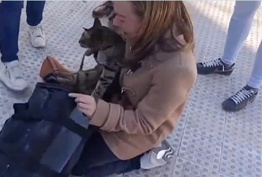 εφτάψυχος-γάτος-βρέθηκε-ζωντανός-στα-1856628