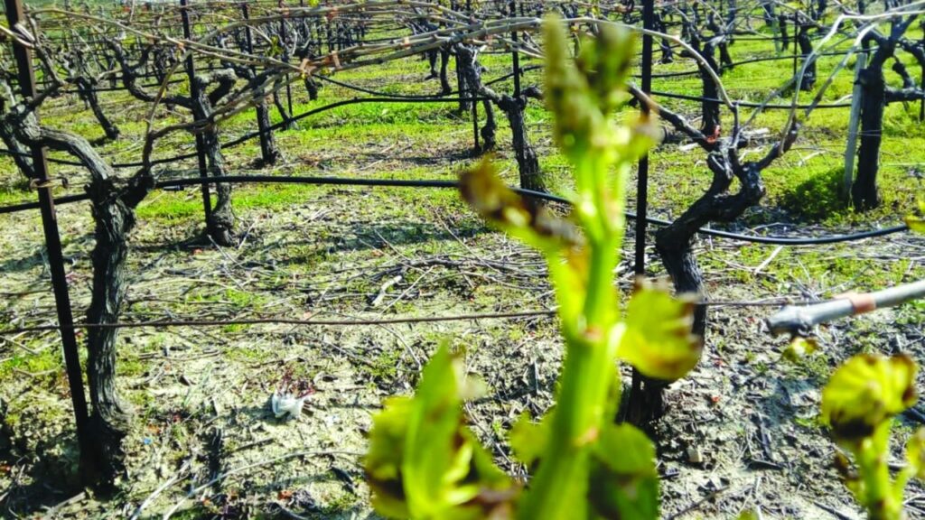 κρήτη-νέο-θανατηφόρο-τροχαίο-αγροτικ-1866058