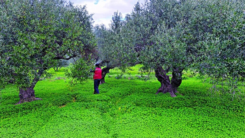κρήτη-παρά-τα-10-ευρώ-το-λάδι-σταμάτησε-η-1859973