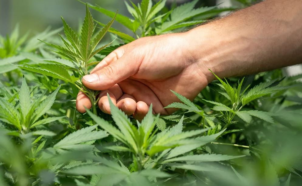 γερμανία-σε-περιορισμένη-νομιμοποίη-1872515