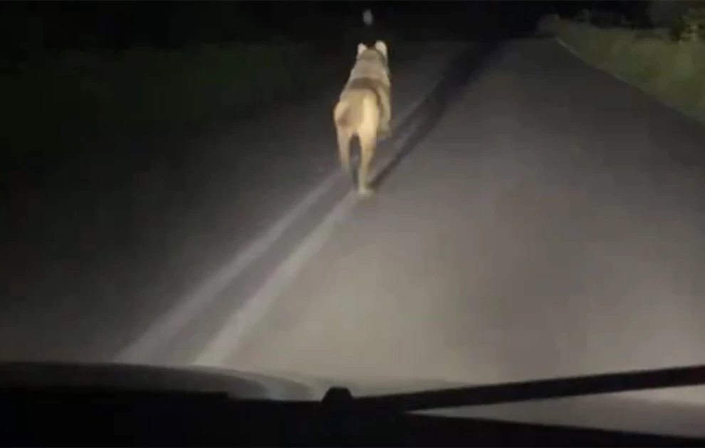 καταδιώκουν-λύκο-με-το-αυτοκίνητο-και-1871026