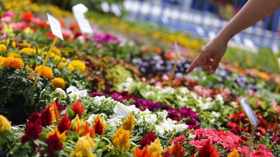 πώς-να-μοσχοβολάει-ο-σκύλος-σας-ακόμα-κ-1874336