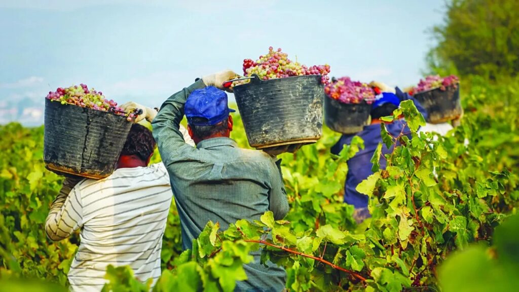 νοτιάδες-στην-κρήτη-τρύγησαν-τα-αμπ-1883201