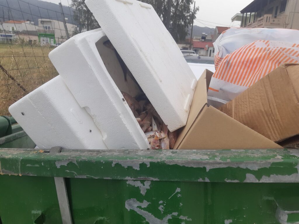 ψαράκι-σάπιο-μυρίζει-χανιώτης-διαμ-1900858