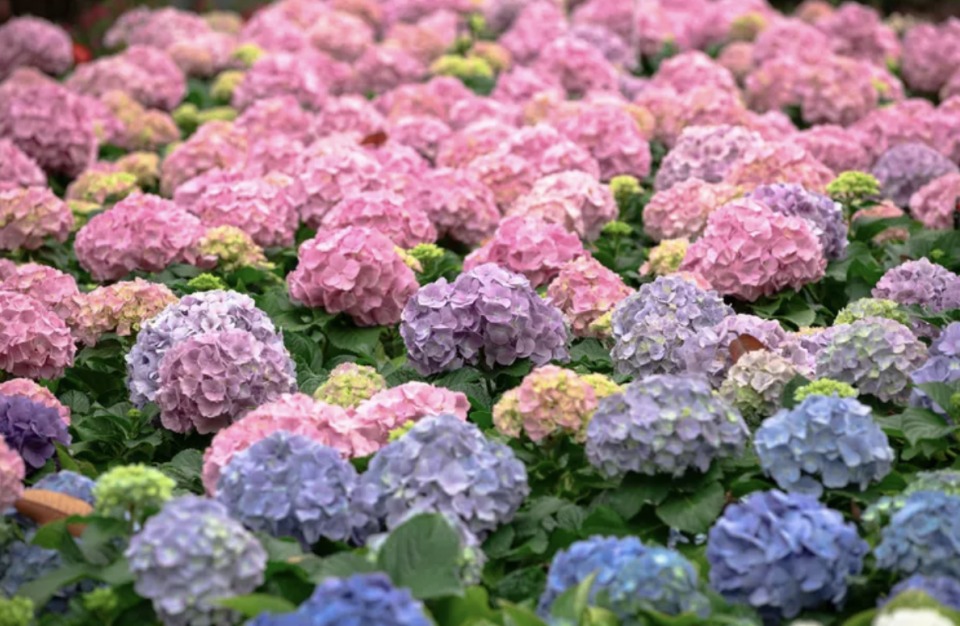 πώς-να-κάνετε-τις-ορτανσίες-μπλε-ή-ροζ-1893450