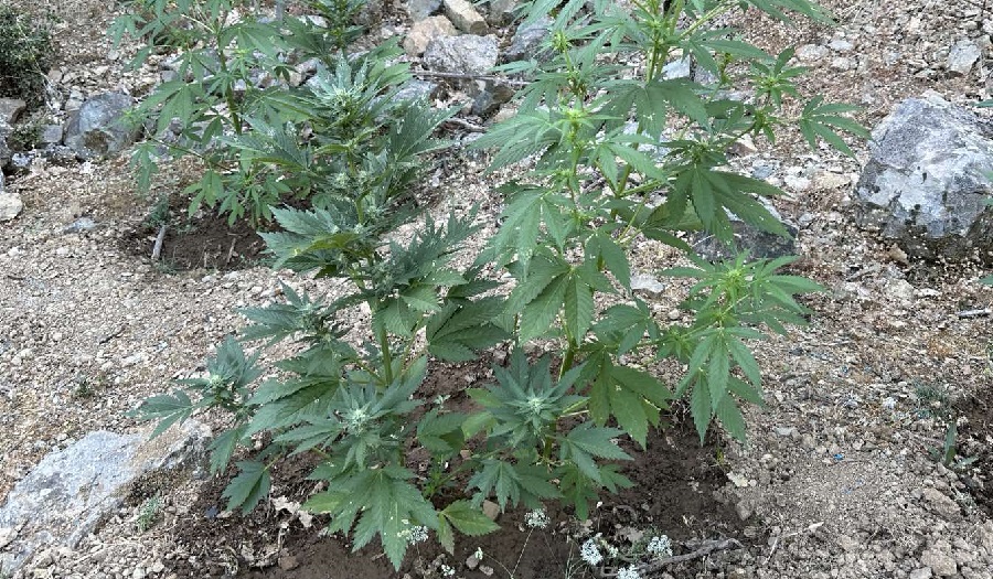 άλλη-μία-φυτεία-στην-κρήτη-συνελήφθ-1918044