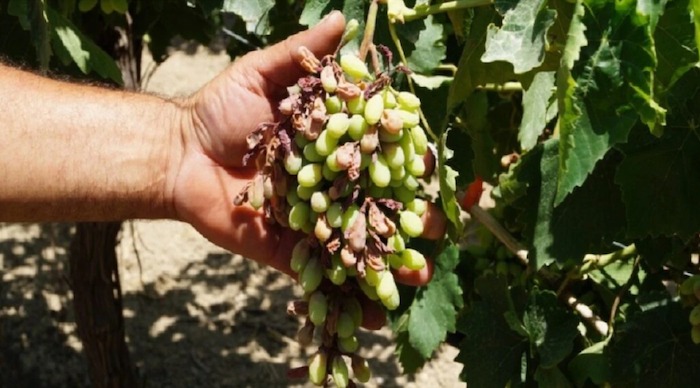 κρήτη-έβρασαν-αμπέλια-και-ελιές-από-1918147