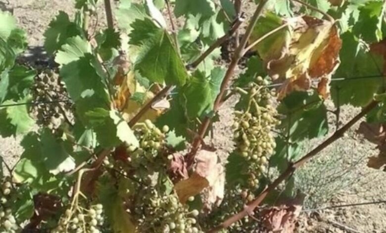 χανιά-δηλώσεις-ζημιάς-σε-καλλιέργειε-1917744