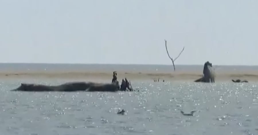 απίστευτο-κι-όμως-ελληνικό-οικοπεδού-1910123