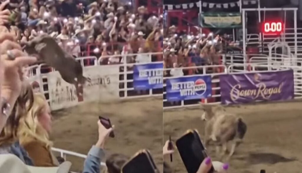 τρομακτικό-βίντεο-ταύρος-το-σκάει-από-1914268