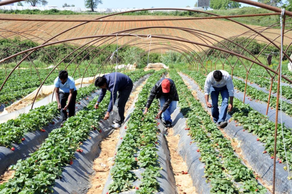 η-μανωλάδα-ζει-σκλαβοπάζαρο-στην-1924563