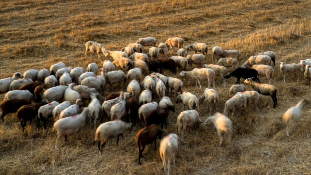 η-λαϊκή-συσπείρωση-κρήτης-για-τα-μέτ-1937248