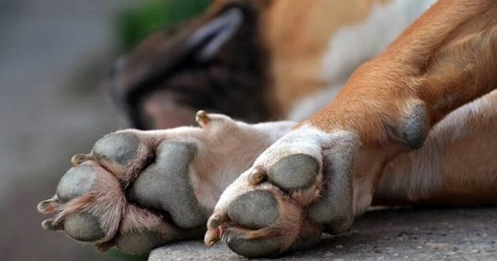 κρήτη-είχε-τον-σκύλο-του-αλυσοδεμένο-κ-1934639