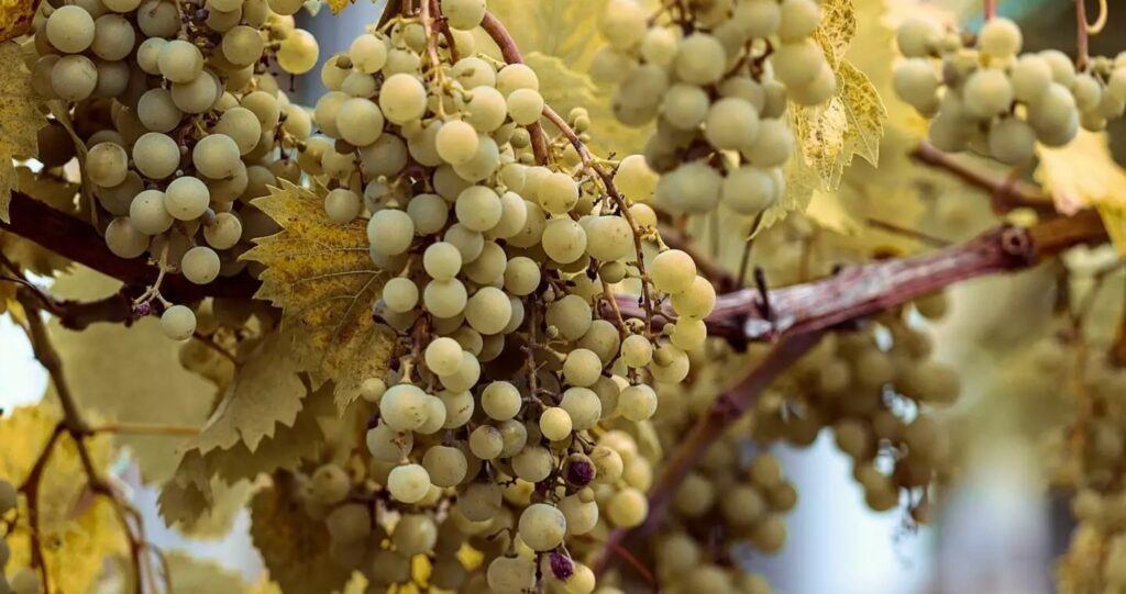 κρήτη-μείωση-60-της-παραγωγής-σε-σταφύλ-1944979