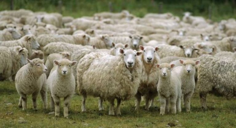 χανιά-ξεκίνησαν-τη-λειτουργία-τους-οι-1943059