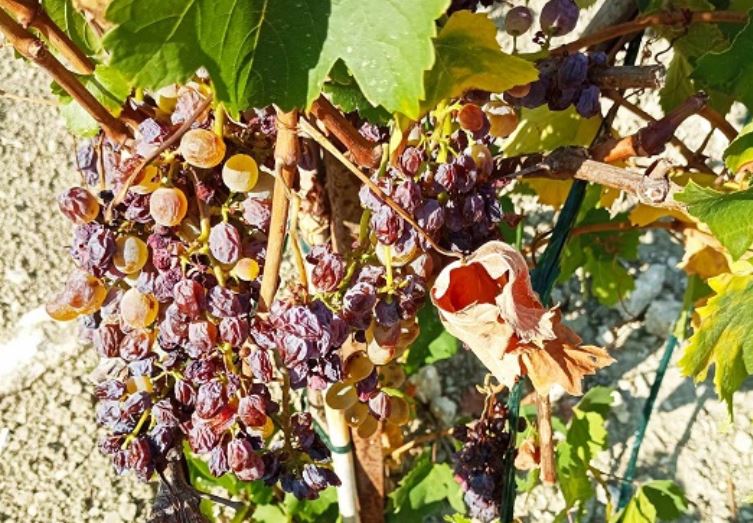 κρήτη-μεγάλη-ζημιά-στα-αμπέλια-λόγω-κα-1950429