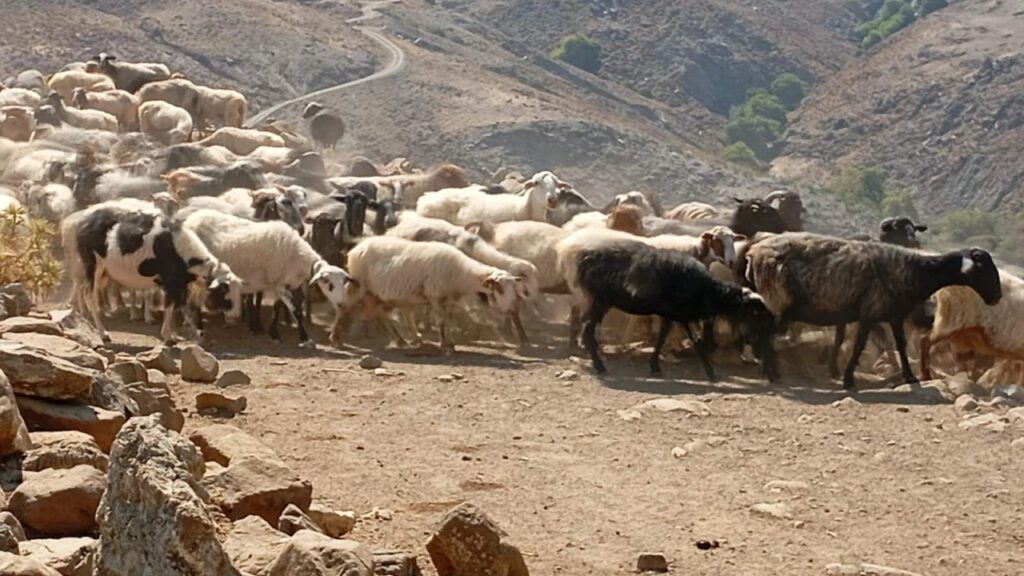 κρήτη-έχασαν-το-μέτρημα-οι-αρχές-τους-1980360