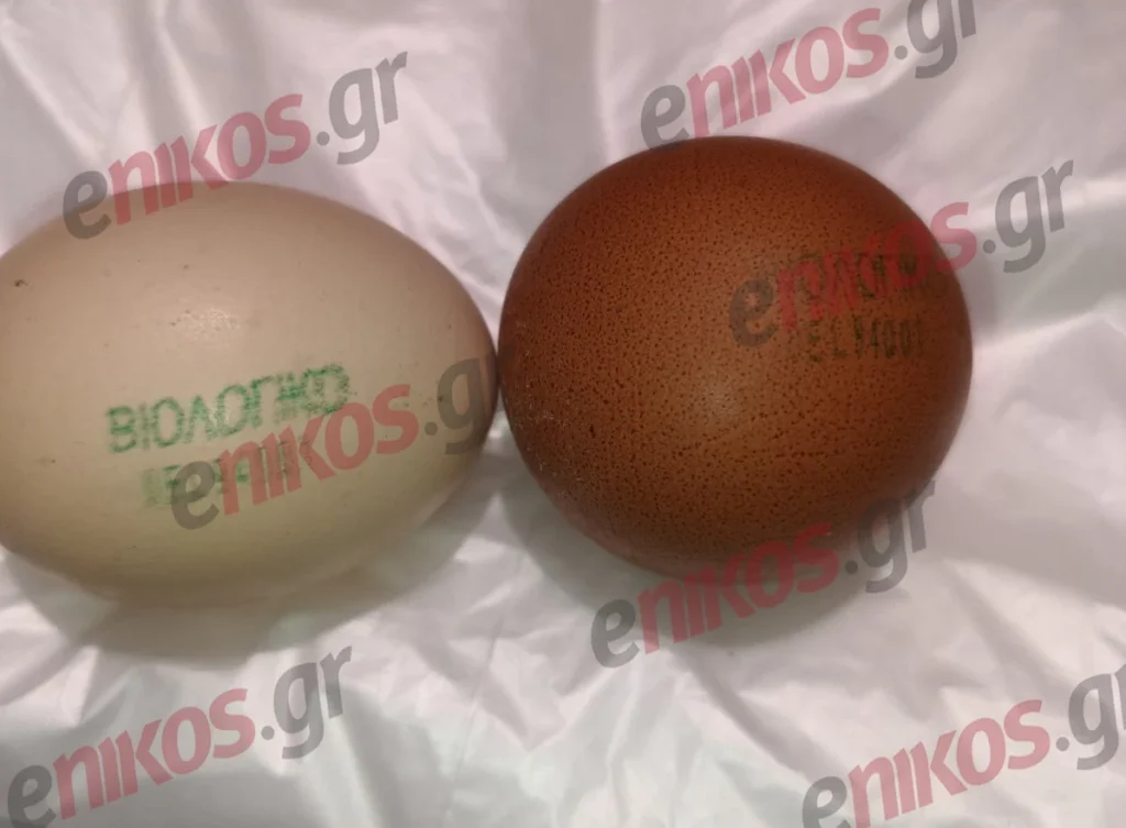 βρέθηκε-στα-χανιά-το-πιο-στρογγυλό-αυγ-2027044