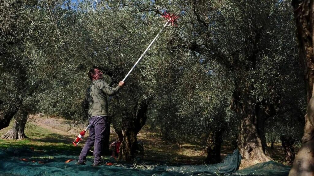 κρήτη-δράμα-η-παραγωγή-ελαιολάδου-α-2045108