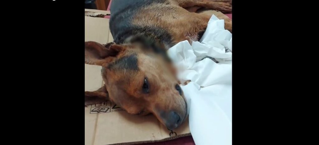 προσοχή-σκληρές-εικόνες-αδιανόητη-φρ-2052725