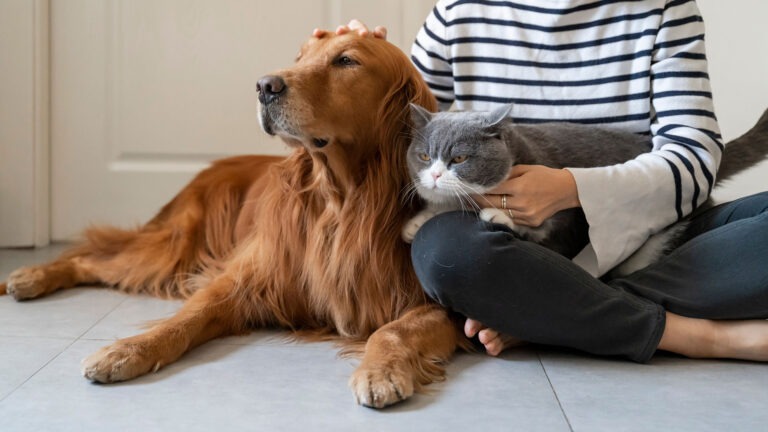 ανοίγουν-δύο-διαδικτυακές-πλατφόρμε-2055457