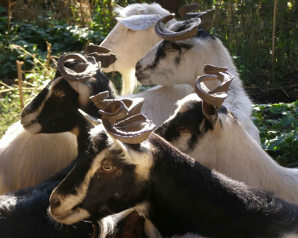 ουλόκερος-μια-αρχαία-ελληνική-γίδα-2069889