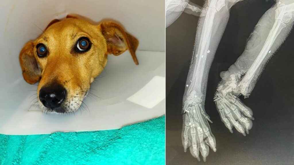 κακοποίηση-σκύλου-στην-κρήτη-απανθρ-2086221