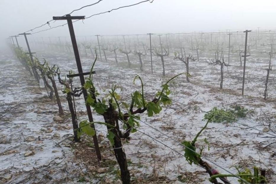 χωρίς-αμπέλια-η-μισή-ενδοχώρα-του-ηρακ-2084241