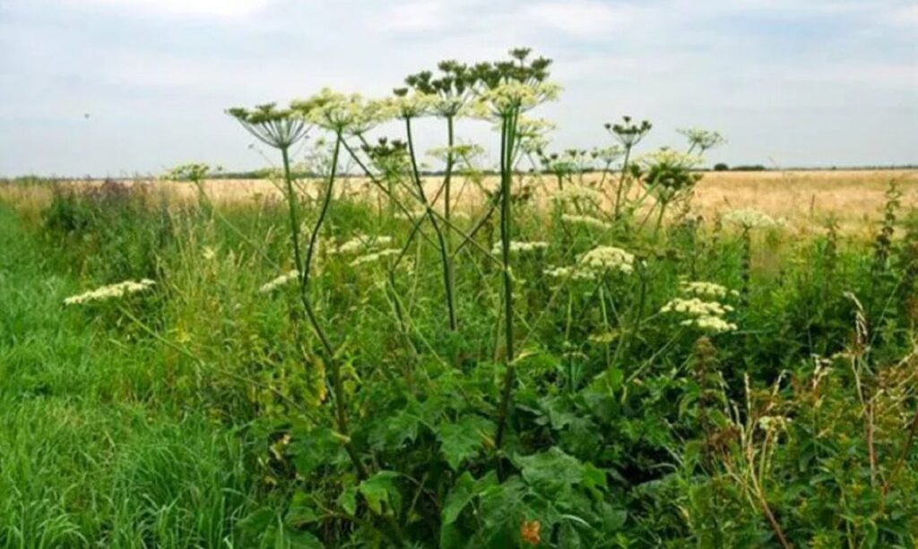 προσοχή-το-επικίνδυνο-φυτό-που-βγαίνε-2090027