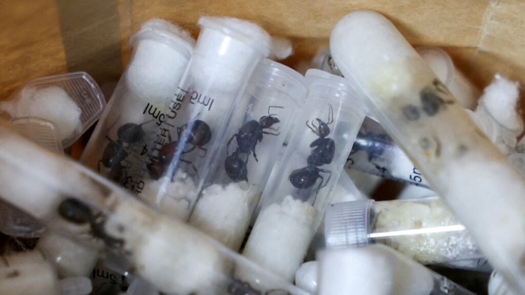 συμμορία-στην-κένυα-στρίμωξε-5-000-μυρμ-2087964