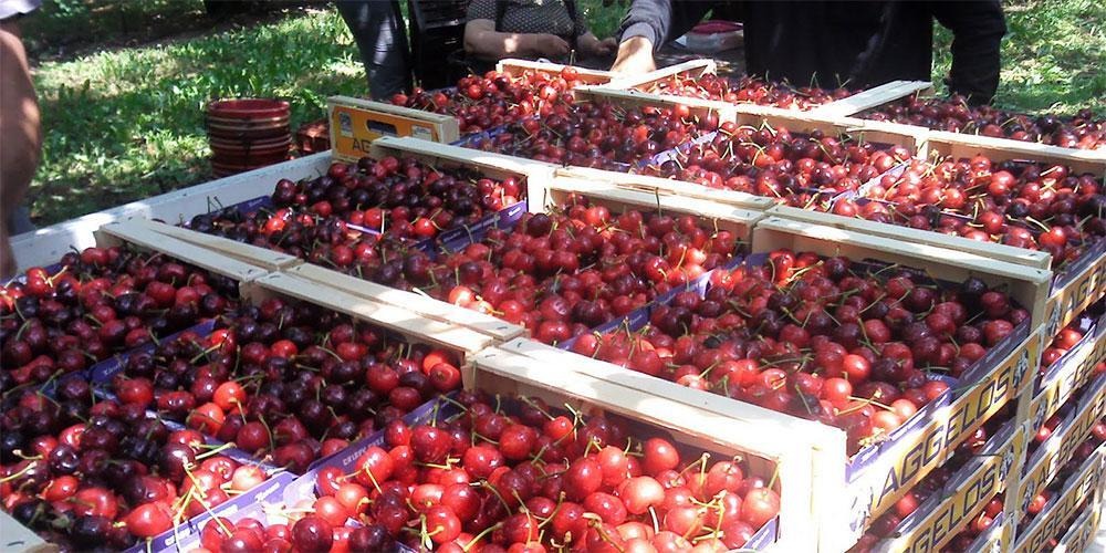 κεράσια-από-χρυσάφι-η-τιμή-τους-είναι-2096744