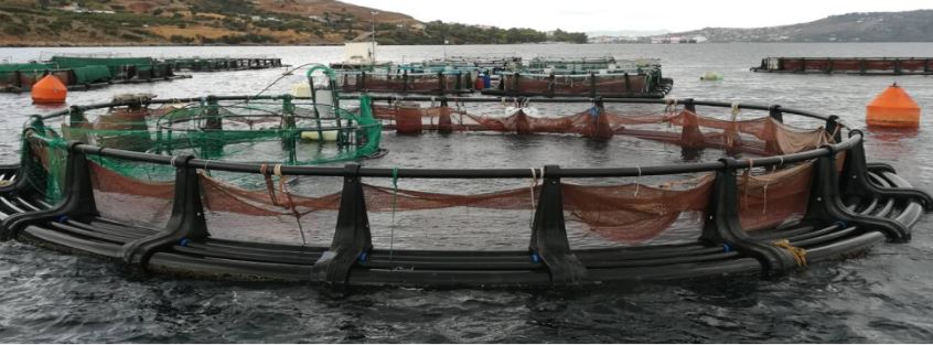 χανιά-έκλεψαν-ψάρια-και-κατέστρεψαν-ε-2105511