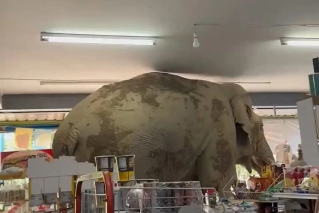 ελέφαντας-στην-ταϊλάνδη-έκανε-νυχτερ-2103599