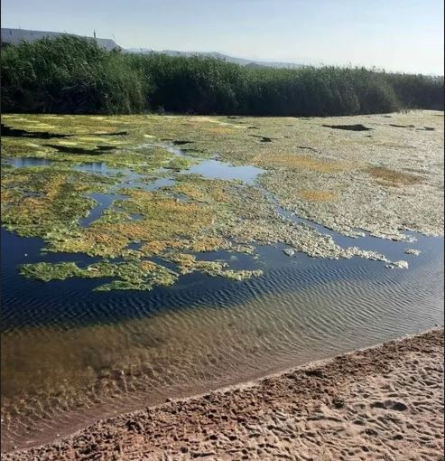 κρήτη-νεκρά-ψάρια-και-χελώνες-στον-ποτ-2110991
