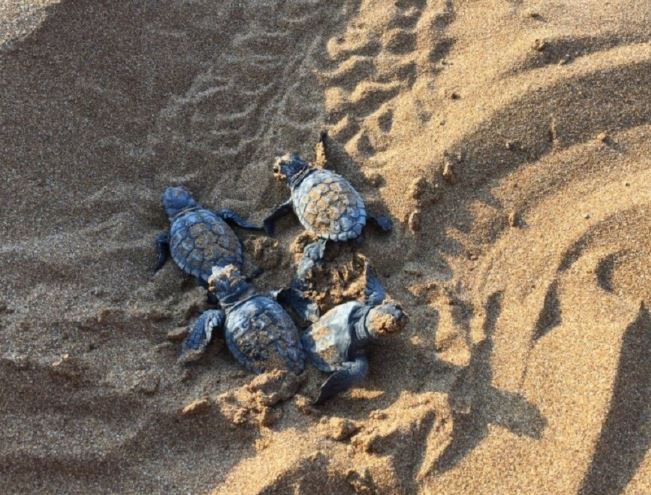 χανιά-κατεστραμμένη-φωλιά-χελώνας-κα-2132503