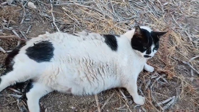 chonkus-maximus-η-viral-γάτα-των-χανίων-που-έγινε-τοποθε-2132810