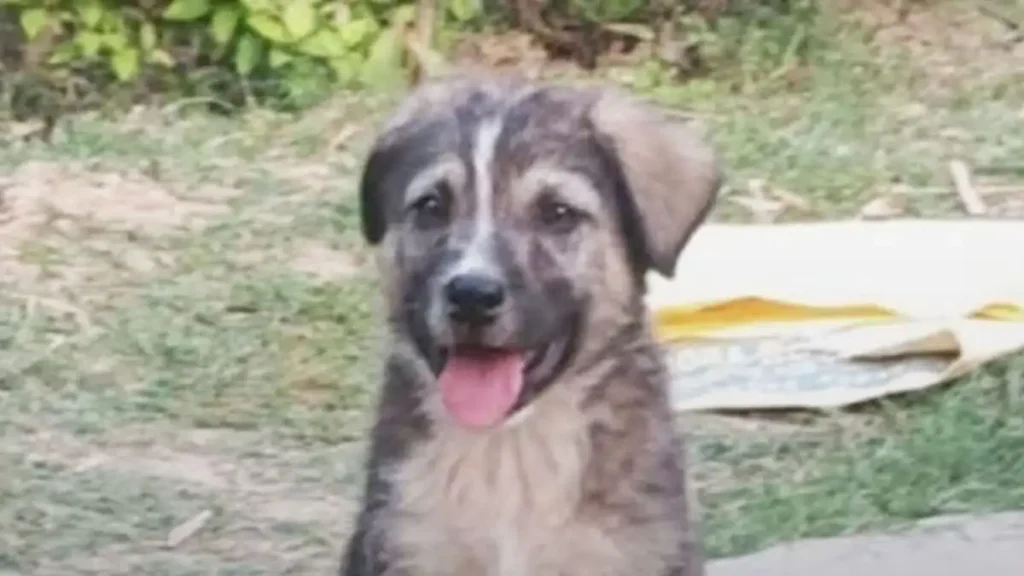 ινδία-σκύλος-ήρωας-σώζει-67-ανθρώπους-2124871