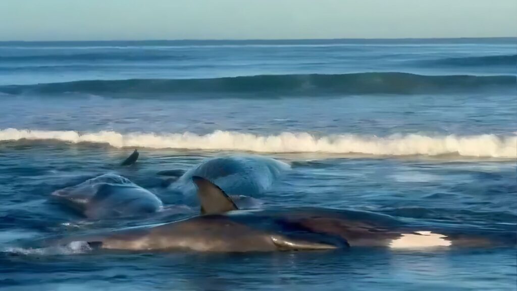 σεισμός-στη-ρωσία-φάλαινες-ξεβράστηκ-2137050