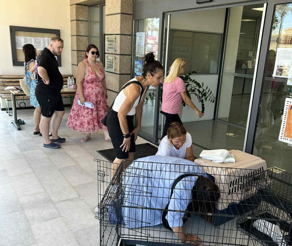 χανιά-με-επιτυχία-η-ημέρα-υιοθεσίας-αδ-2130406