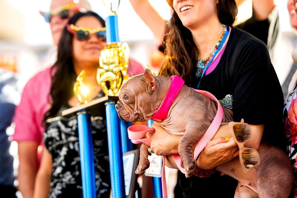 το-πιο-άσχημο-σκυλί-στον-κόσμο-στέλ-2144785