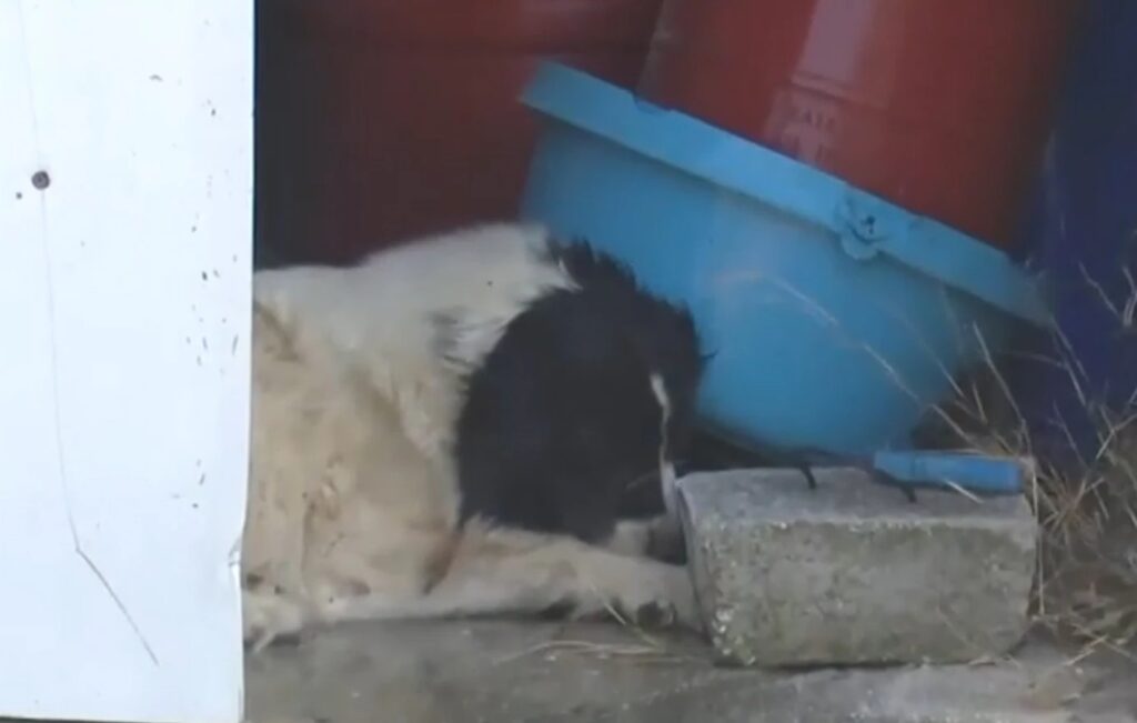 φωτιά-στην-κερατέα-διασώστης-προσπαθ-2143251